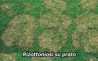 i lavori da fare ad agosto nell'orto, nel frutteto e nel giardino