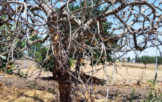 E' allarme per la moria dei fichi a Guagnano