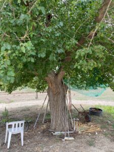 killer fichi 32
