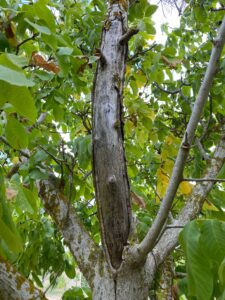 killer fichi 34